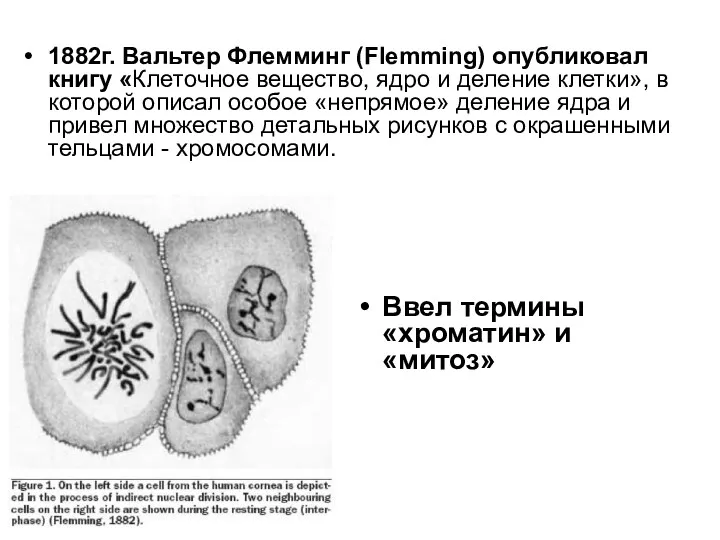 1882г. Вальтер Флемминг (Flemming) опубликовал книгу «Клеточное вещество, ядро и