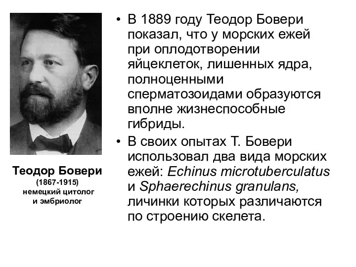 В 1889 году Теодор Бовери показал, что у морских ежей