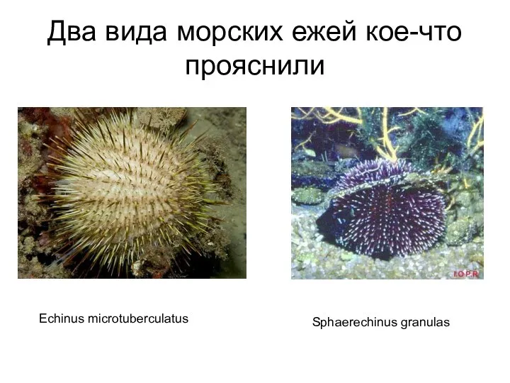 Два вида морских ежей кое-что прояснили Echinus microtuberculatus Sphaerechinus granulas