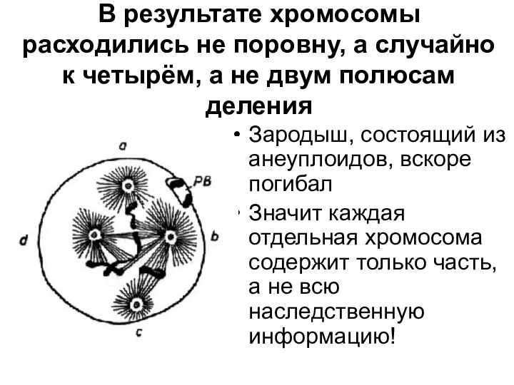 В результате хромосомы расходились не поровну, а случайно к четырём,