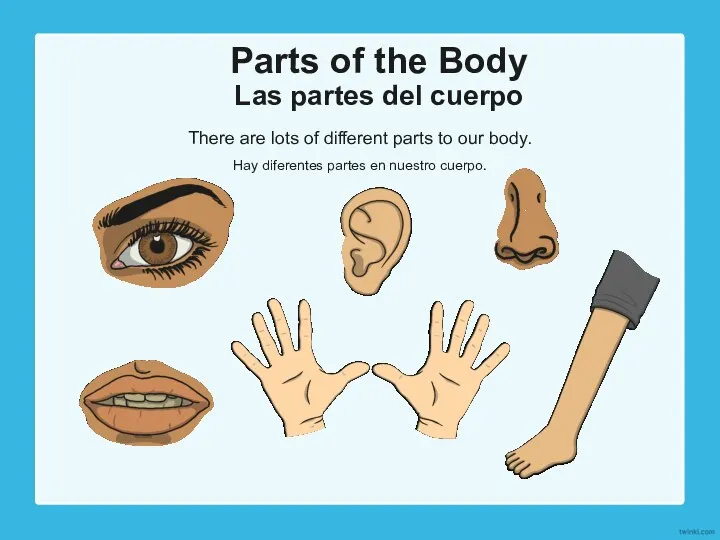 Parts of the Body Las partes del cuerpo There are