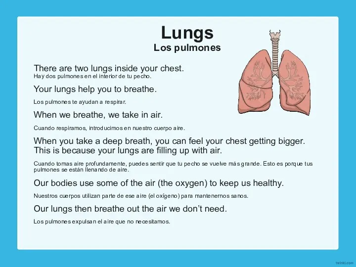 Lungs Los pulmones There are two lungs inside your chest.
