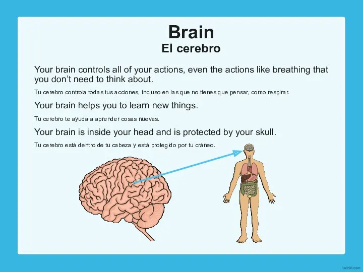 Brain El cerebro Your brain controls all of your actions,