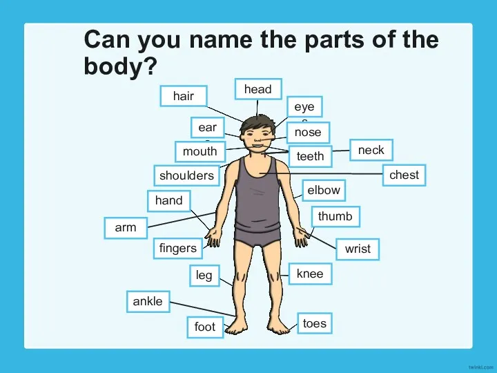 Can you name the parts of the body? head hair