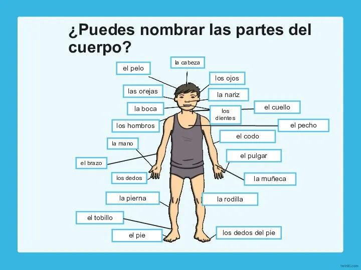 ¿Puedes nombrar las partes del cuerpo? la cabeza el pelo