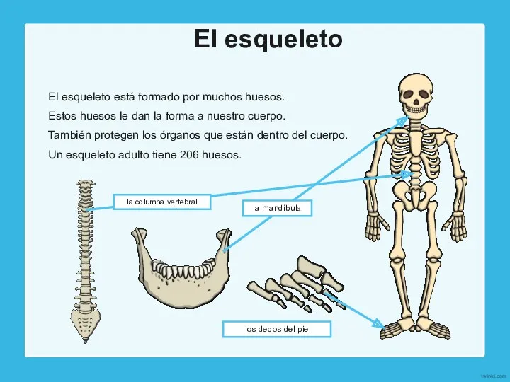 El esqueleto El esqueleto está formado por muchos huesos. Estos