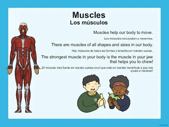 Muscles Los músculos Muscles help our body to move. Los