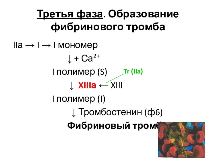 Третья фаза. Образование фибринового тромба IIа → I → I