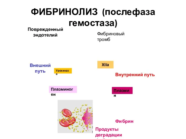 ФИБРИНОЛИЗ (послефаза гемостаза) Поврежденный эндотелий Фибриновый тромб Плазминоген Плазмин Внутренний