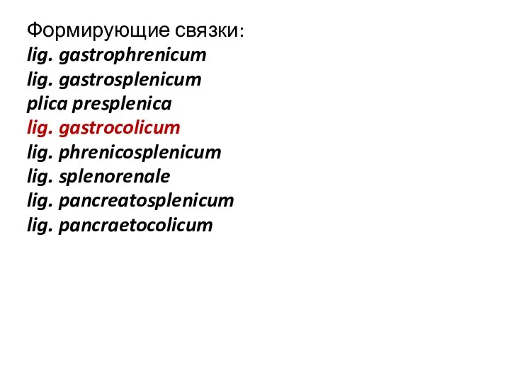 Формирующие связки: lig. gastrophrenicum lig. gastrosplenicum plica presplenica lig. gastrocolicum lig. phrenicosplenicum lig.