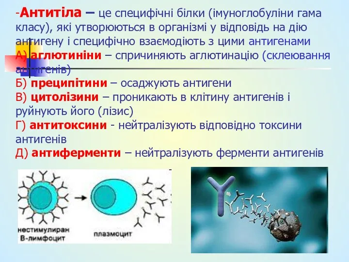 -Антитіла – це специфічні білки (імуноглобуліни гама класу), які утворюються в організмі у