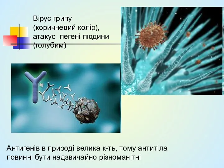 Вірус грипу (коричневий колір), атакує легені людини (голубим) Антигенів в природі велика к-ть,