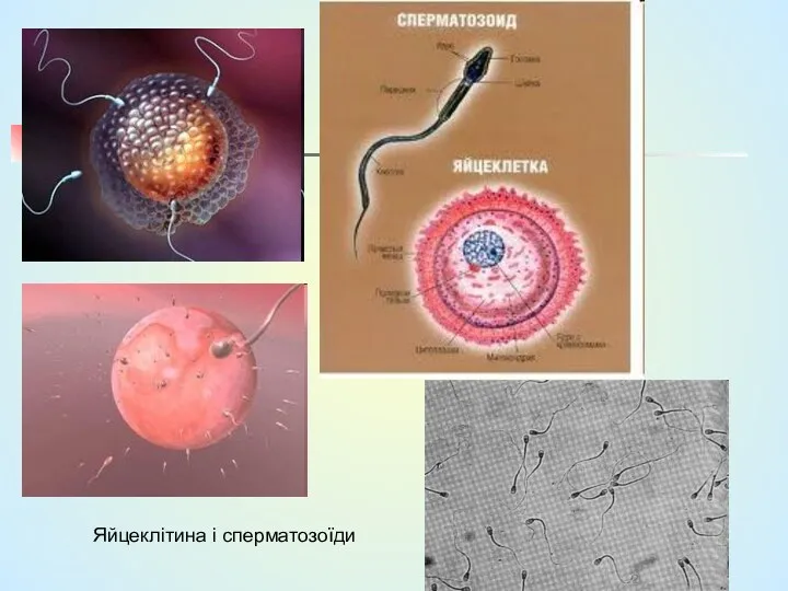 Яйцеклітина і сперматозоїди