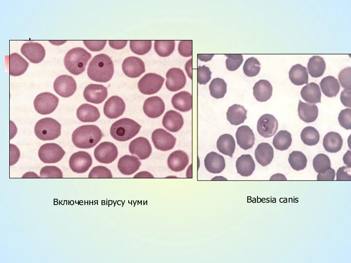 Включення вірусу чуми Babesia canis