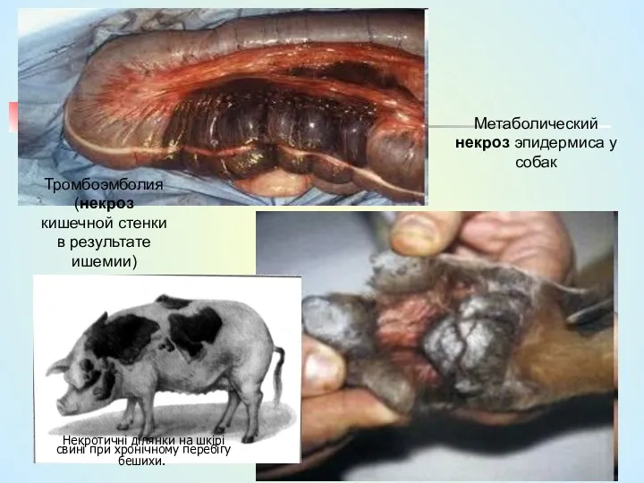 Метаболический некроз эпидермиса у собак Тромбоэмболия (некроз кишечной стенки в результате ишемии) Некротичні
