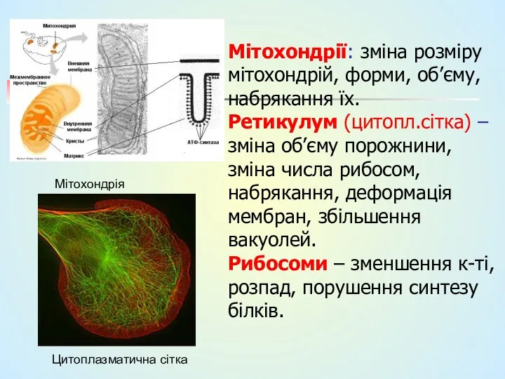 Мітохондрії: зміна розміру мітохондрій, форми, об’єму, набрякання їх. Ретикулум (цитопл.сітка) – зміна об’єму