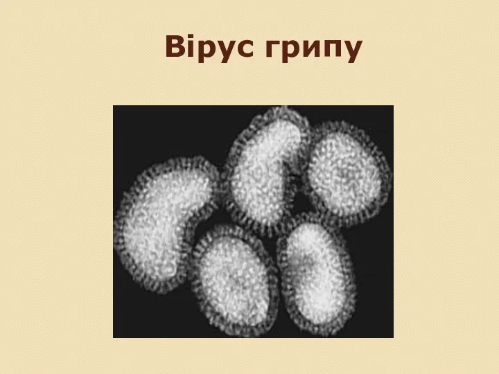 Вірус грипу