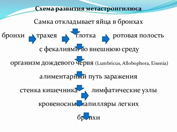 Схема развития метастронгилюса Самка откладывает яйца в бронхах бронхи трахея