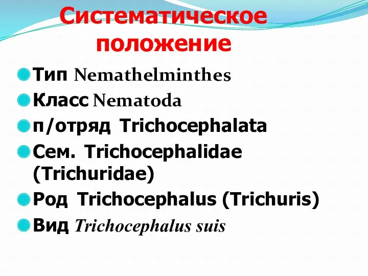Систематическое положение Тип Nemathelminthes Класс Nematoda п/отряд Trichocephalata Сем. Trichocephalidae