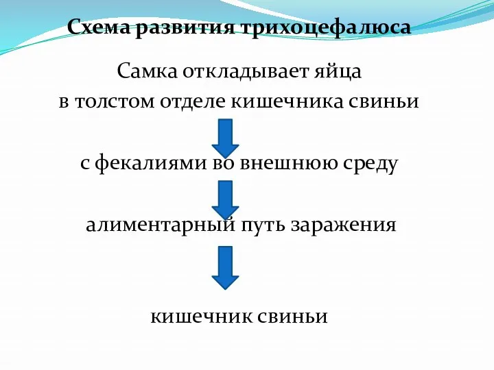 Схема развития трихоцефалюса Самка откладывает яйца в толстом отделе кишечника