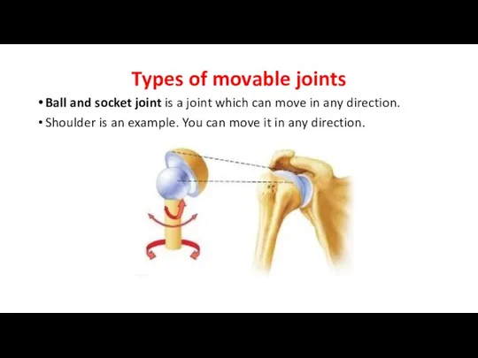 Types of movable joints Ball and socket joint is a