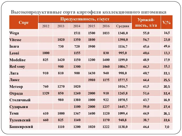 Высокопродуктивные сорта картофеля коллекционного питомника