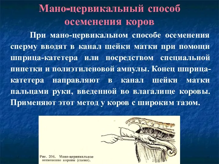 Мано-цервикальный способ осеменения коров При мано-цервикальном способе осеменения сперму вводят