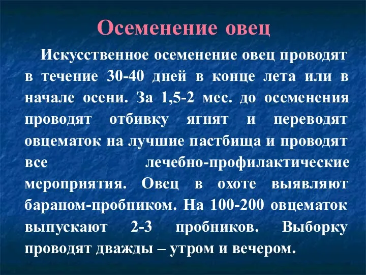 Осеменение овец Искусственное осеменение овец проводят в течение 30-40 дней