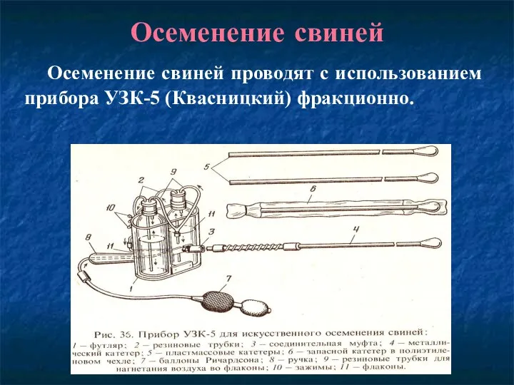 Осеменение свиней Осеменение свиней проводят с использованием прибора УЗК-5 (Квасницкий) фракционно.