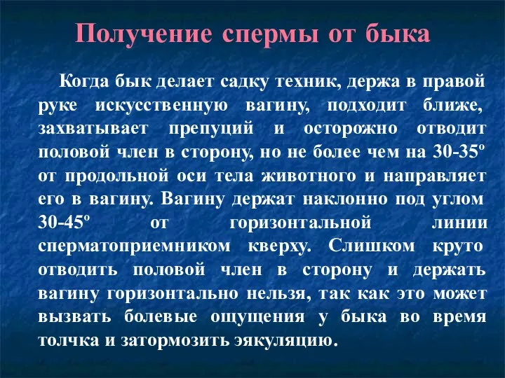 Получение спермы от быка Когда бык делает садку техник, держа в правой руке