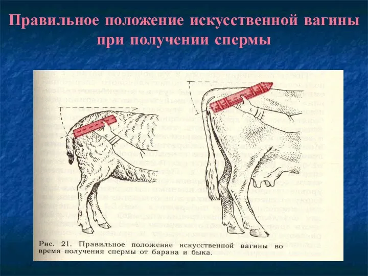 Правильное положение искусственной вагины при получении спермы