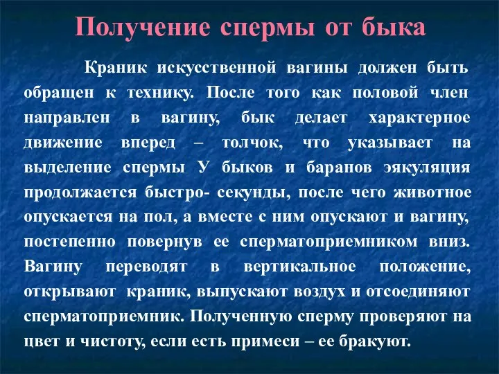 Получение спермы от быка Краник искусственной вагины должен быть обращен к технику. После