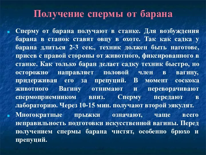 Получение спермы от барана Сперму от барана получают в станке. Для возбуждения барана