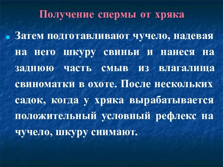 Получение спермы от хряка Затем подготавливают чучело, надевая на него