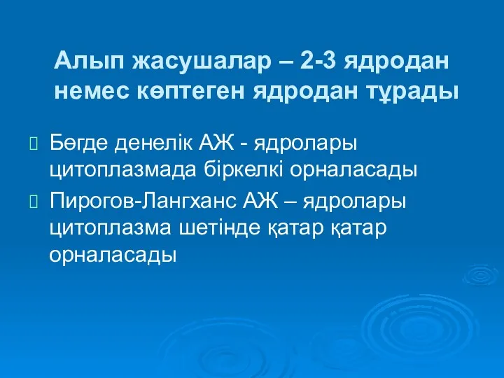 Алып жасушалар – 2-3 ядродан немес көптеген ядродан тұрады Бөгде