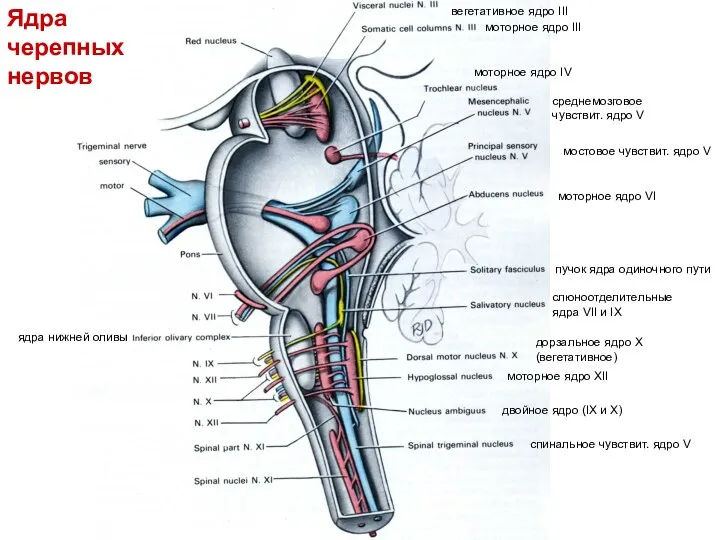 Ядра черепных нервов моторное ядро VI слюноотделительные ядра VII и