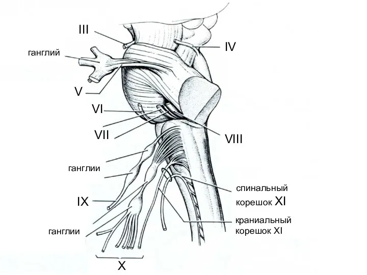 X IV VIII спинальный корешок XI краниальный корешок XI III