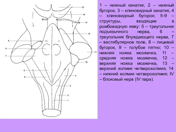 1 – нежный канатик, 2 – нежный бугорок, 3 –