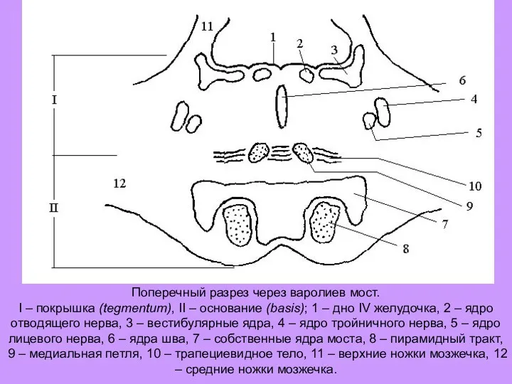 Поперечный разрез через варолиев мост. I – покрышка (tegmentum), II