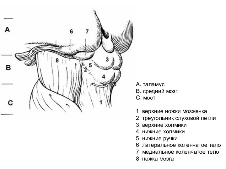 А. таламус В. средний мозг С. мост 1. верхние ножки