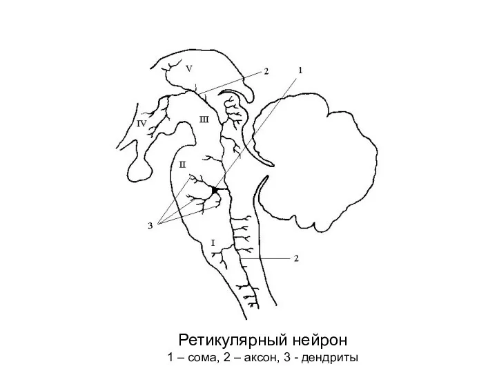 Ретикулярный нейрон 1 – сома, 2 – аксон, 3 - дендриты