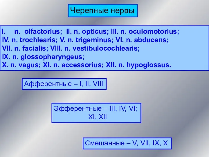 n. olfactorius; II. n. opticus; III. n. oculomotorius; IV. n.