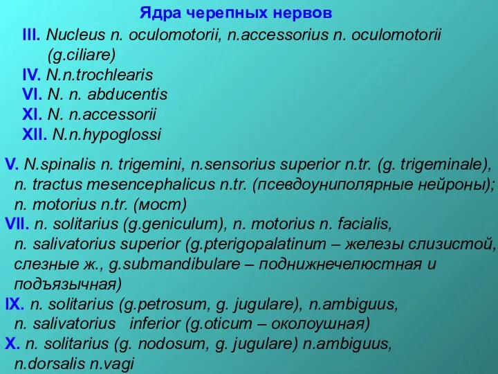 Ядра черепных нервов III. Nucleus n. oculomotorii, n.accessorius n. oculomotorii