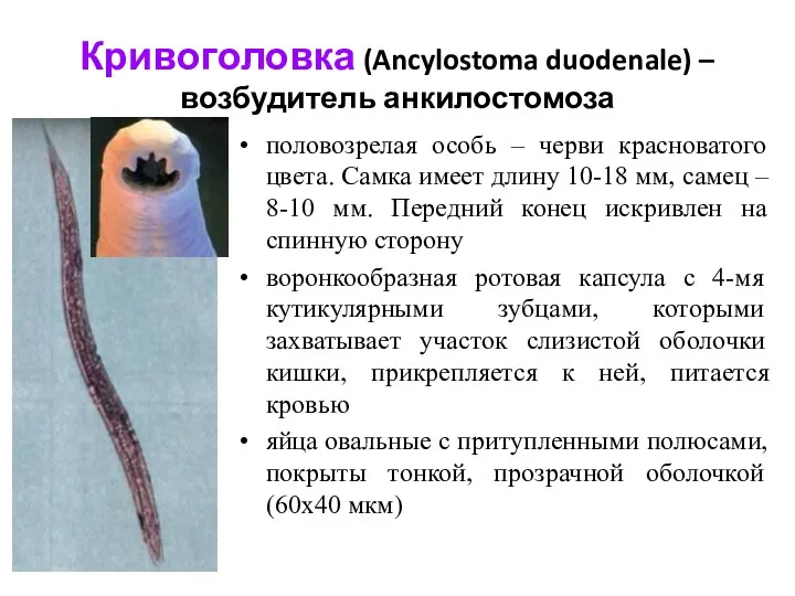 Кривоголовка (Ancylostoma duodenale) – возбудитель анкилостомоза половозрелая особь – черви