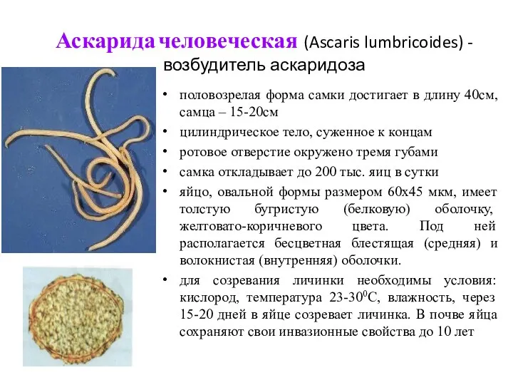 Аскарида человеческая (Ascaris lumbricoides) - возбудитель аскаридоза половозрелая форма самки