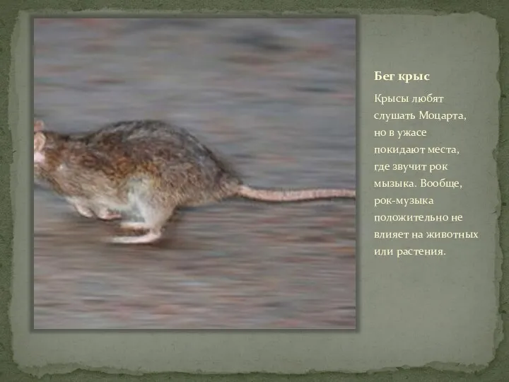Бег крыс Крысы любят слушать Моцарта, но в ужасе покидают места, где звучит
