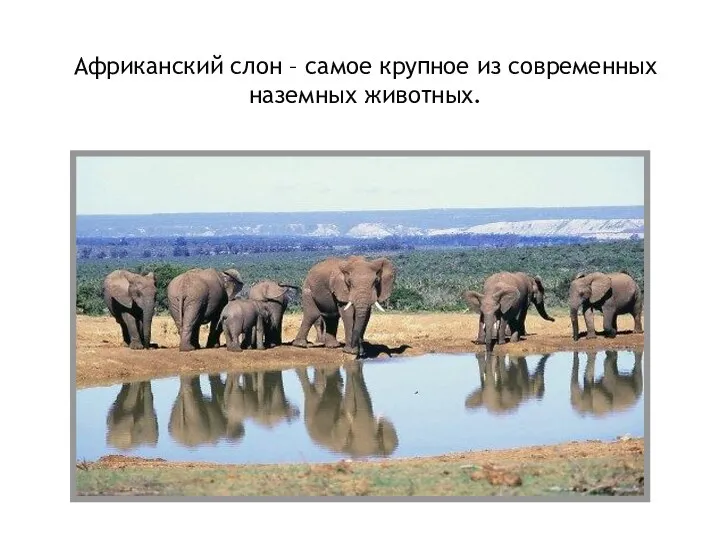 Африканский слон – самое крупное из современных наземных животных.
