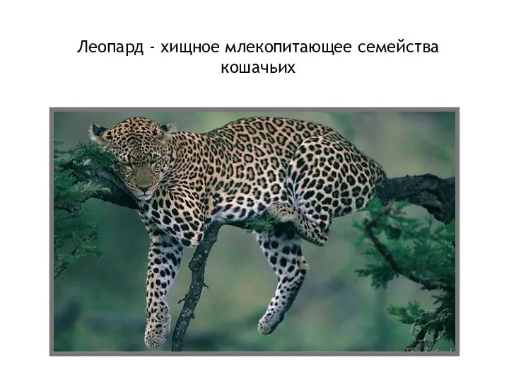 Леопард - хищное млекопитающее семейства кошачьих