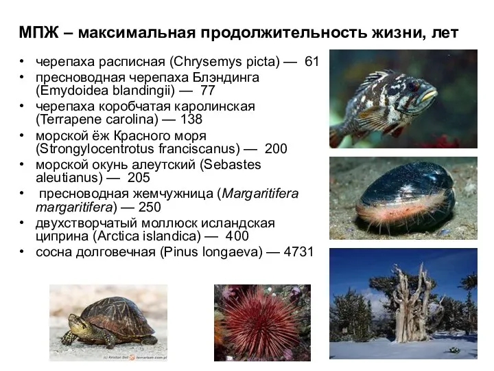 МПЖ – максимальная продолжительность жизни, лет черепаха расписная (Chrysemys picta)