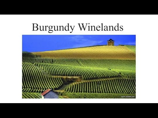 Burgundy Winelands